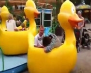 흔한 놀이기구 이탈 ‘연못 탈출한 오리’ 빵 터져