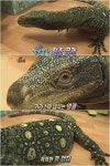 공룡의 후예 도마뱀 최초공개 ‘공룡+악어’ 무시무시한 카리스마