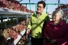 [현장 행정] 친환경 상추로 돈 버는 신사 경로당