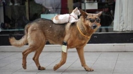 개를 말처럼 타고 다니는 고양이 화제