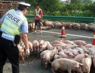 돼지 실은 트럭 전복, 고속도로 점령 ‘아수라장’