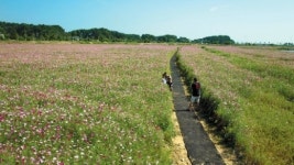강릉 경포 저류지 완공… “생태관광 오세요”