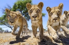 ‘어떻게 찍었지?’ 맹수 초근접 촬영 비밀 보니…