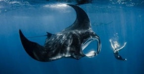 초대형 가오리와 춤을…환상적인 수중 화보