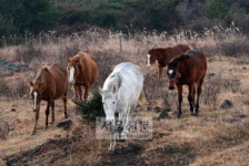 [말띠해 목장 르포] 굿모닝 히이이잉~새해엔 막 달려요