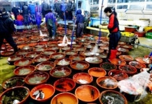 출소 5일 만에 횟집서 활어 훔쳐 회쳐먹은 50대 입건