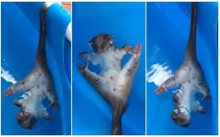 가공할 호주 폭염, 풀장에 피서온 야생 포섬