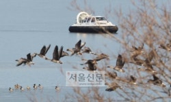 [AI확산 비상] “기러기떼만 봐도 철렁”… 을숙도·태화강 등 철새명소 긴급방역