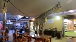 ‘머리 다칠라!’  레스토랑에 식사하러 온 기린?