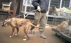서울 인근 불법 가축 경매현장 보니 ‘끔찍’