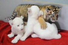 [포토 story] 견공 젖먹는 백사자 삼형제와 호랑이