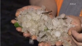 우박 피해 지역, 강원 횡성·평창·철원 및 충북 음성 등…농작물 피해 규모 계속 늘어날 듯