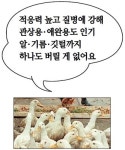 [농촌진흥청과 함께하는 식품보감] 다양하게 이용되는 오리
