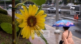 물러난 ‘풍웡’ 다가온 가을