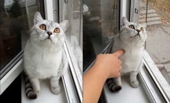 ‘아무 생각도 하고 싶지 않아’ 멍 때리는 고양이 포착