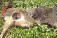 외계인 소행? 혈흔없는 돼지 ‘의문의 죽음’