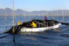 자연이 키운 강진 친환경 김