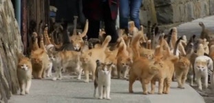 주민보다 고양이가 더 많은 日 ‘고양이 마을’