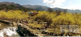 산수유 활짝… 구례의 봄