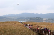 서천 달빛문화 갈대축제, 3년 연속 우수 농촌마을 축제 지원사업으로 선정