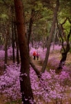 시나브로, 그대곁에 물들었네