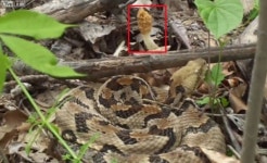 값비싼 곰보버섯 지키는 거대 방울뱀