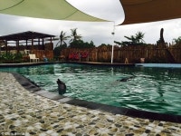 ‘돌고래와 함께 수영’ 상품 판매하는 호텔 논란