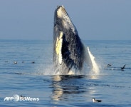 멸종 위기의 혹등고래, 미국 매사추세츠 해안에...