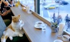 ‘오늘 뭐 먹지’ 고민에 빠진 고양이 영상 外 ‘폭소’