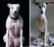 中, 유전자 조작으로 근육량 2배 ‘슈퍼 비글’ 만들었다