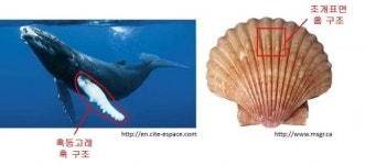 혹등고래-조개껍질 모방한 저소음·고효율 에어컨 팬 개발