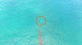 수직 하강하다 사라져…드론에 포착된 바다위 UFO? 새?