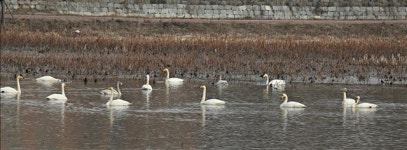 조선 3대 방죽 합덕제서 겨울나는 큰고니