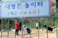 [서울포토]어린이대공원 애견놀이터 재개장