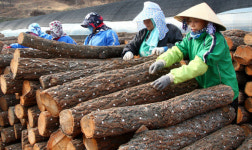 표고버섯 종균 넣기 분주한 손길