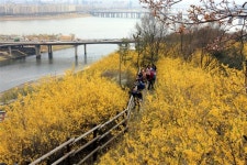 서울이 활짝 핍니다, 마음이 콩닥 뜁니다