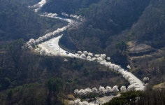 전북 옥정호, 환상의 벚꽃 드라이브 코스