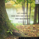 [카드뉴스] “그 많던 나무는 어디로 갔을까?”-하남 나무 고아원