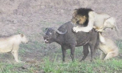 <화제의 영상> 사자들의 식탐에…들소의 기사회생