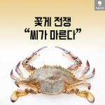 [카드뉴스] “씨가 말랐다”-속수무책 꽃게전쟁