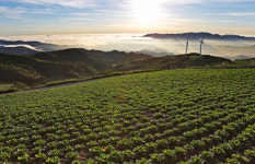 ‘들꽃·피서·식도락’ 천국 강원 태백·정선