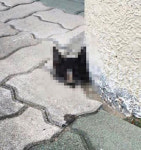 대구 한 고등학교서 머리만 남은 고양이 사체 발견…“학생들이 보고 낄낄”