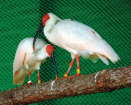 야생 복원 준비하는 따오기 새달 4일 우포늪에서 공개