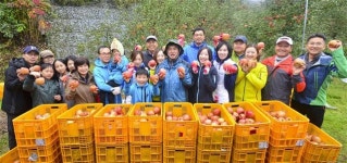 농협銀, 영주 사과 수확 일손 돕기