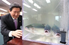 고성 가두리 양식장서 국내 첫 연어양식 성공