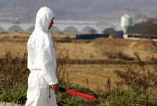 180만 마리 살처분 공포 재연되나..음성서 AI 의심 증세 발견