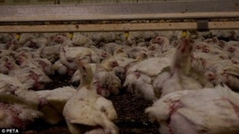 부패한 사체, 앉은뱅이 닭…참담한 양계농장 고발