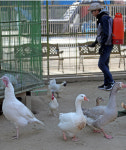 무풍다르재농장 | 동물복지 축산농장에서도 AI 발생.. 끝이 안보이는 확산