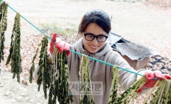 [新전원일기] 칡 봤다 心 봤다 돈 봤다