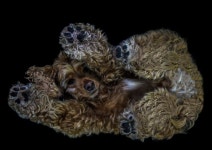 [모바일 픽!] 유기견 보호 위해 ‘은밀한 매력’ 드러낸 견공들